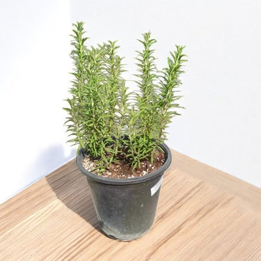 Rosmarinus Officinalis - Rosemary